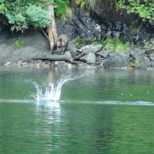 Bear watching us or the fish jump.  Old cannery site, Red Bluff Bay