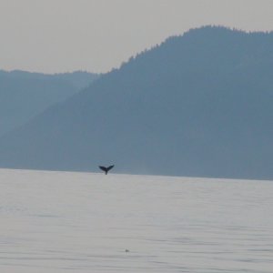 A whales tail Fredrick Sound