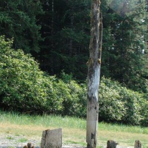 From old wood to new.  Tree growing out the top of extremely old piling at the inner end of our Gambier Bay safe haven.
