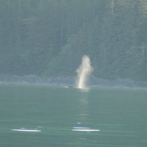 Seymore Inlet, Almiralty Island whale blow catching the light