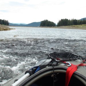 Pleasant Bay fish waves
