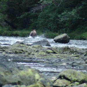 Bear chasing fish.  Pleasant Bay