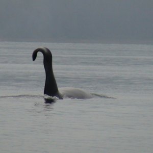 Over 5000 miles on the Inland Passage & finally our first Orca in Port Fredrick in sight of Hoonah.