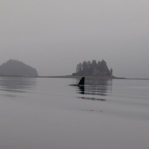 Orca in front of Chimney Rock.  Had taken photos of Hunkydory there more than a month prior.