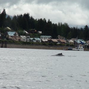 Humpback Whale feeding in the bay in front of Hoonah, Alaska.