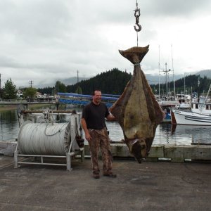 Hoonah Harbor Master with 405 lb halibut