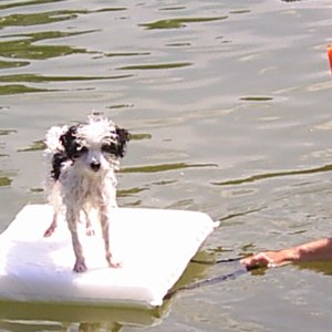 Poodle raft