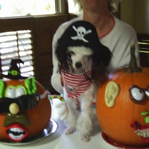 Media 'Panda is a pirate for Halloween' in album 'Panda'