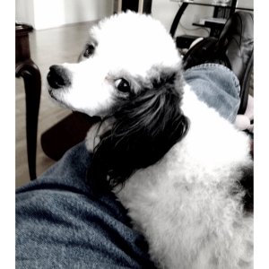 Media 'Panda the boat poodle' in album 'Panda'