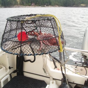 Media 'Up From the Deep' in album 'Headed to Desolation Sound, Sept 2011'