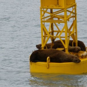Sea Lions relaxing