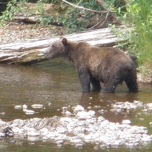 Media 'Real Bear  about 800lb's' in album 'Pacific Princess Cruise Lines'