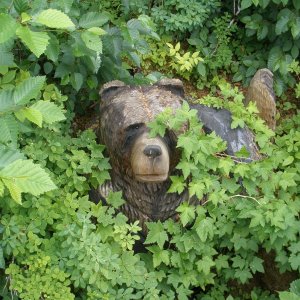 Media 'Fake Bear' in album 'Pacific Princess Cruise Lines'