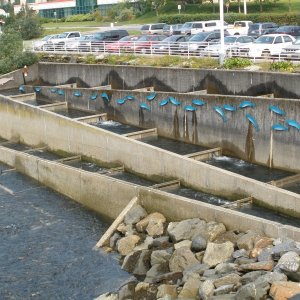 Fish ladder in Juneau at the Hatchery