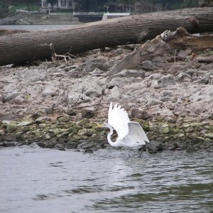 I may not be able to snap a dolphin jumping, but I did manage to get this heron taking to the air.