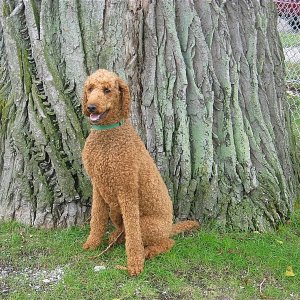There are a few ancient Elm trees at Soo