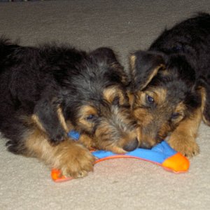 Boomer and Bramble sharing.