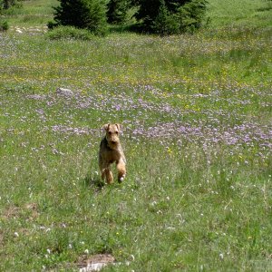 Boomer running in the WY mountains.