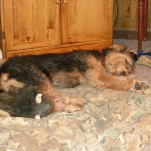 End of a hard day.  Boomer sleeping with his buffalo.
