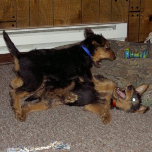 Wild puppies!