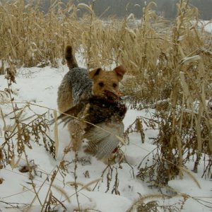 Boomer at work and play.