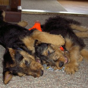 Media 'Naptime at the cabin.  Boomer and Bramble.' in album 'Boomer before.'