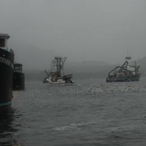Media 'Petersburg water front' in album 'Gene & Margaret flying to Elfin Cove'
