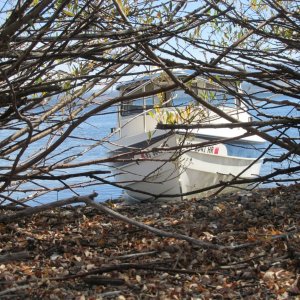 Do you see the Dory?