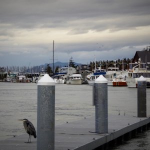 Public dock in "down town" LaConner
