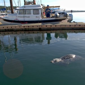 Media 'The local harbor seal, Popeye.  Apparently, she's about 30 years old now, and recently went missing for a couple of months, according to some intel that Chad received from locals.' in album 'Arriving at FH at 8AM Friday morning, May 10th, after a smooth crossing from Reid Harbor.'