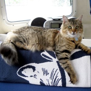 Little cat