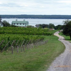 vineyard