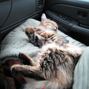 Izzy sleeping