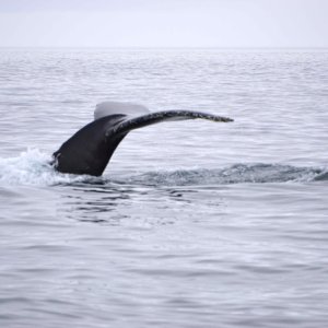 Whale tail