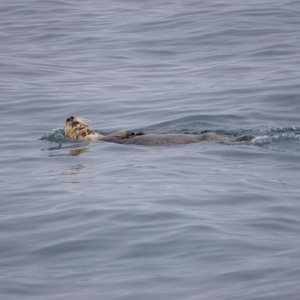 Sea Otter 1