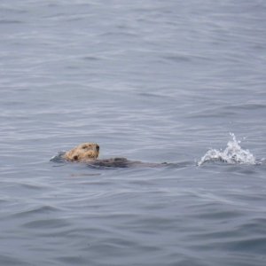 Sea Otter 2
