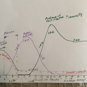 graph of testing CORV19