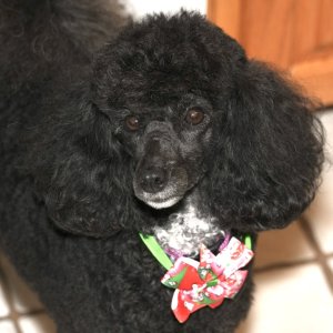 Gigi wishes a Merry Christmass and Happy New Year for Camp Thataway.