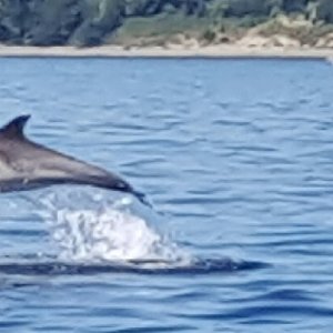 Long-beaked Common Dolphin #2-July 2016