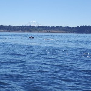 South Sound