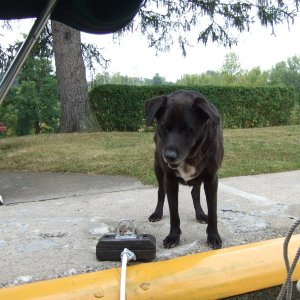 The lock dog "Blue" looking for a handout