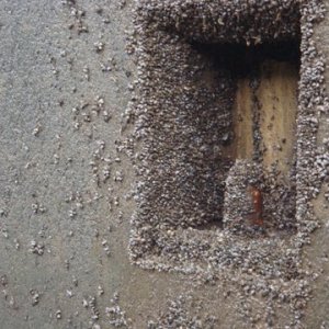 Zebra Mussels in the Lock Chamber these little creatures wiz on you