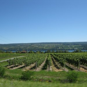 Seneca Lake and one of many vineyards