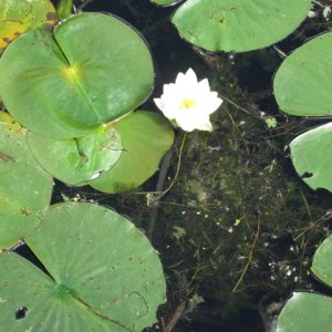 In Seneca Lake State Park