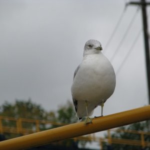 Self proclaimed lockmaster