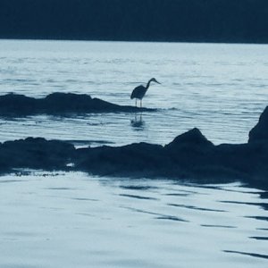 Princess Inlet, Wallace Island.  A blue heron on the hunt.  We watched it for about 20 minutes and it finally got a fish.  Very patient; very stealthy.