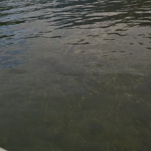This is vegetation that hadn't reached the surface yet (early June).  I didn't get any pictures of the HUGE cedar stumps that were visible.  Sonar showed trees up to 30' still standing under water.