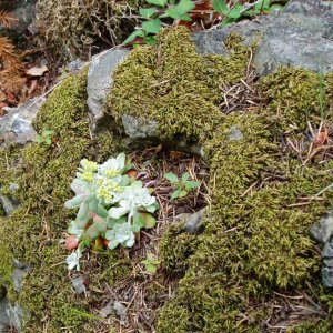 Stuart Island 037