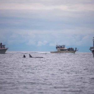 Large pod of whales near Lime Kiln Lighthouse