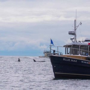 Large pod of whales near Lime Kiln Lighthouse
